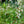 Load image into Gallery viewer, Turkish Rocket Arugula
