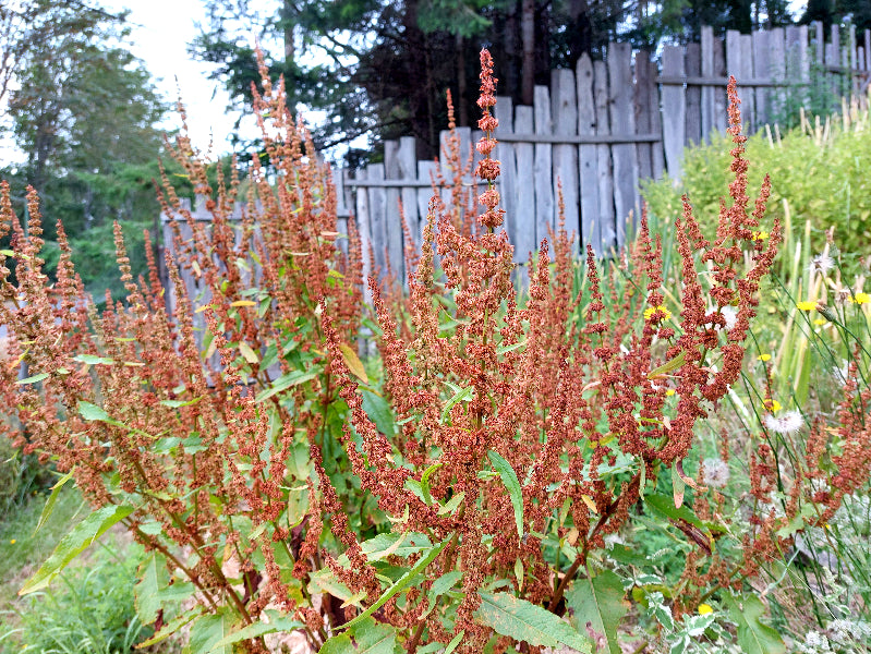 dock seed plant Yellow Dock – Eagleridge Seeds
