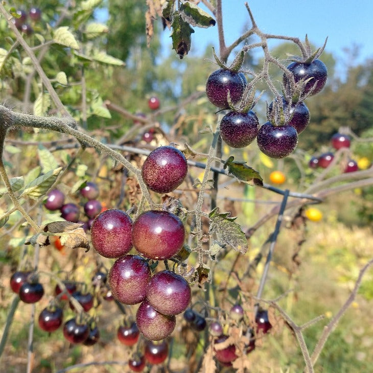 Blueberries Cherry Tomato – Eagleridge Seeds