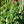 Load image into Gallery viewer, Tulsi Basil
