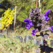 Load image into Gallery viewer, Salvia Verbenacea
