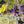 Load image into Gallery viewer, Salvia Verbenacea
