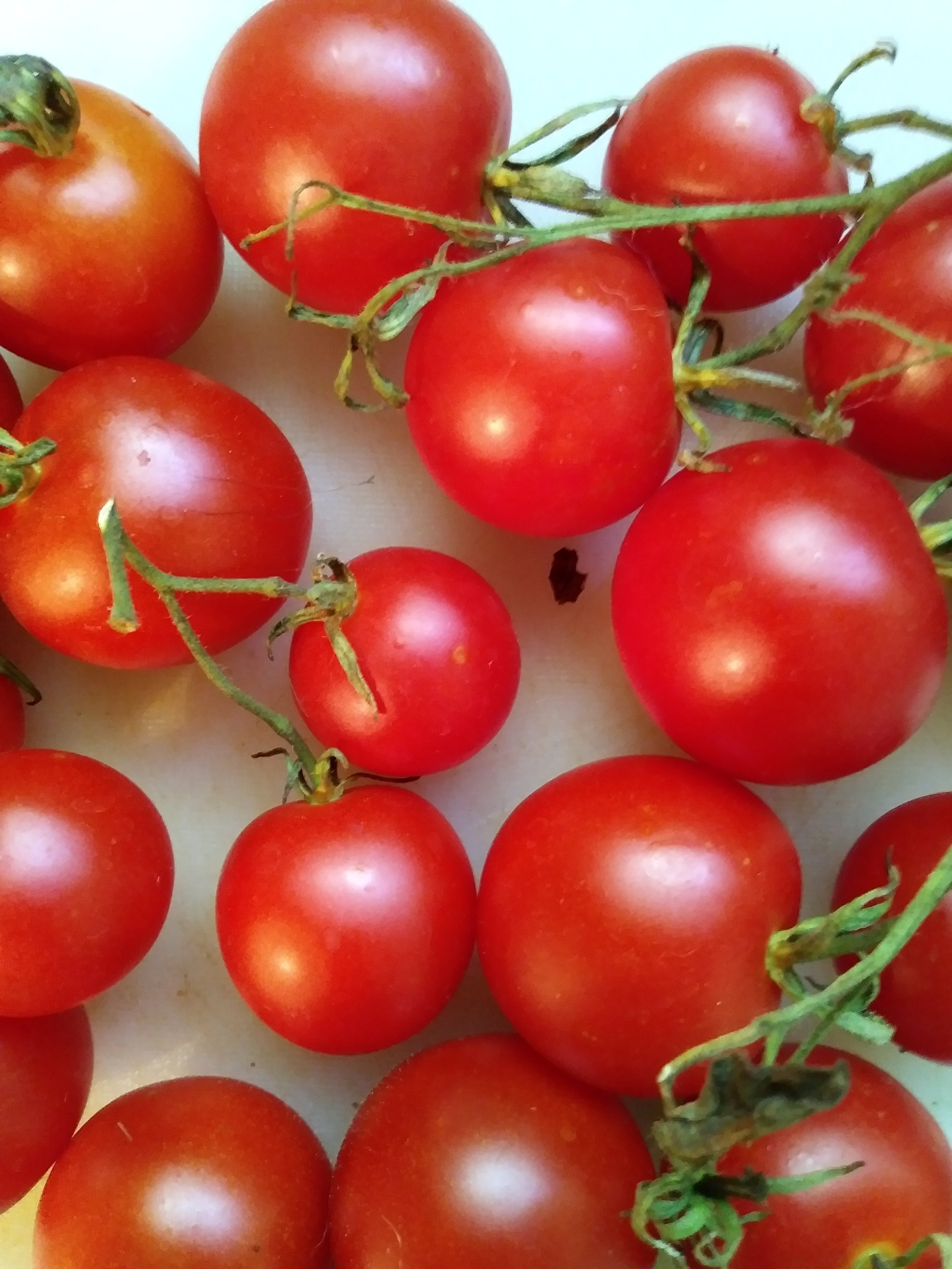 Ailsa Craig Tomato  Eagleridge Seeds