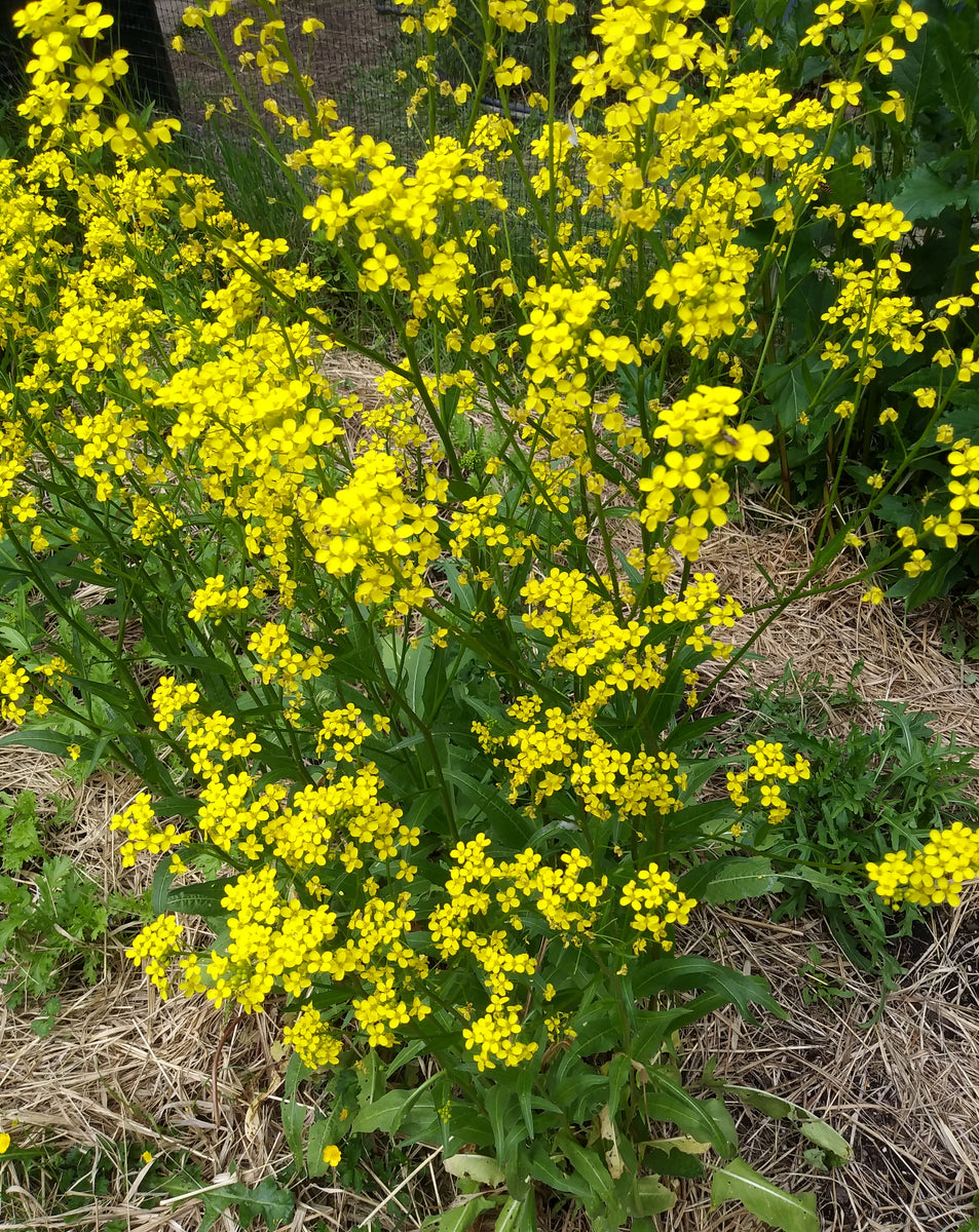 Bunias Orientalis (Perennial Vegetable) – Eagleridge Seeds