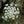 Load image into Gallery viewer, Burnet Saxifraga
