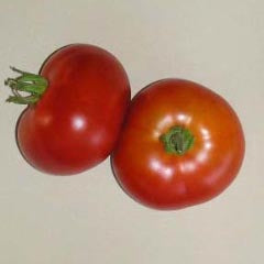 Chinese Main Season Bush Tomato