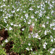 Load image into Gallery viewer, Cretan Savory
