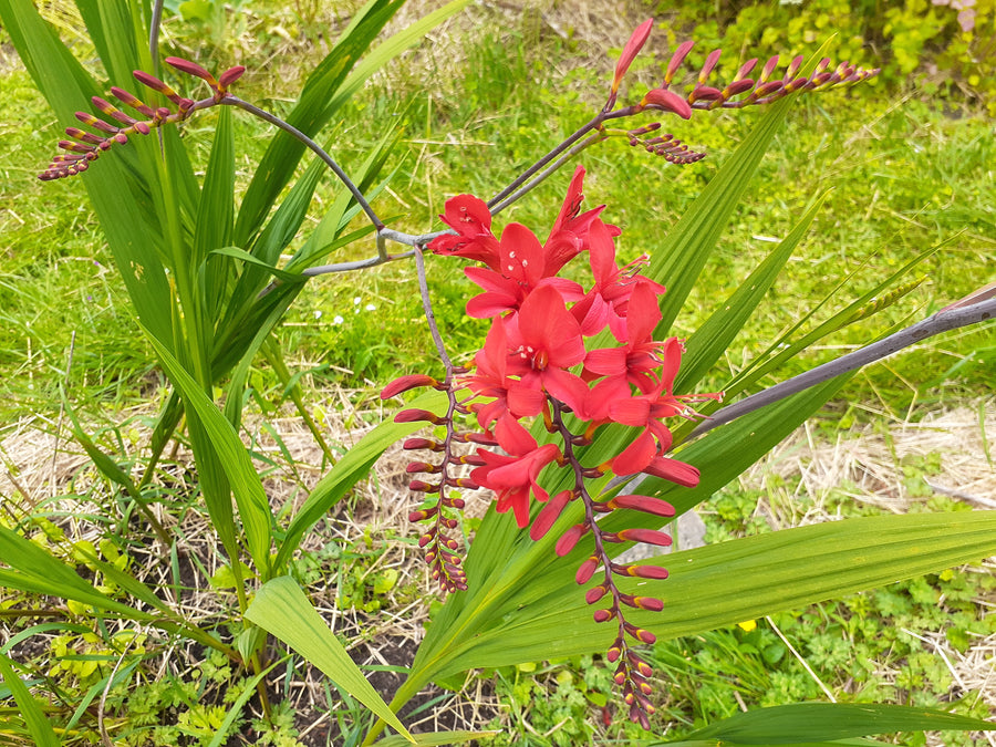 lucifer plant seeds Crocosmia Lucifer – Eagleridge Seeds