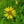 Load image into Gallery viewer, Cup Plant
