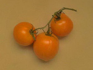 Earl of Edgecombe Main Season Bush Tomato