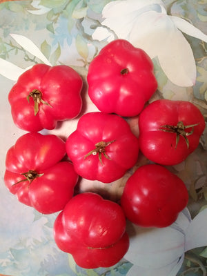 Early Large Red Tomato