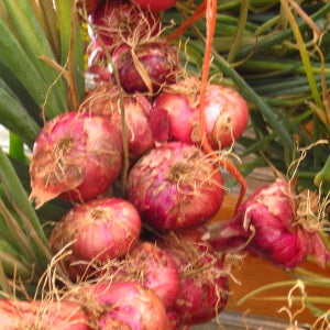 Red Slagtoth Ed's Red Shallot – Eagleridge Seeds