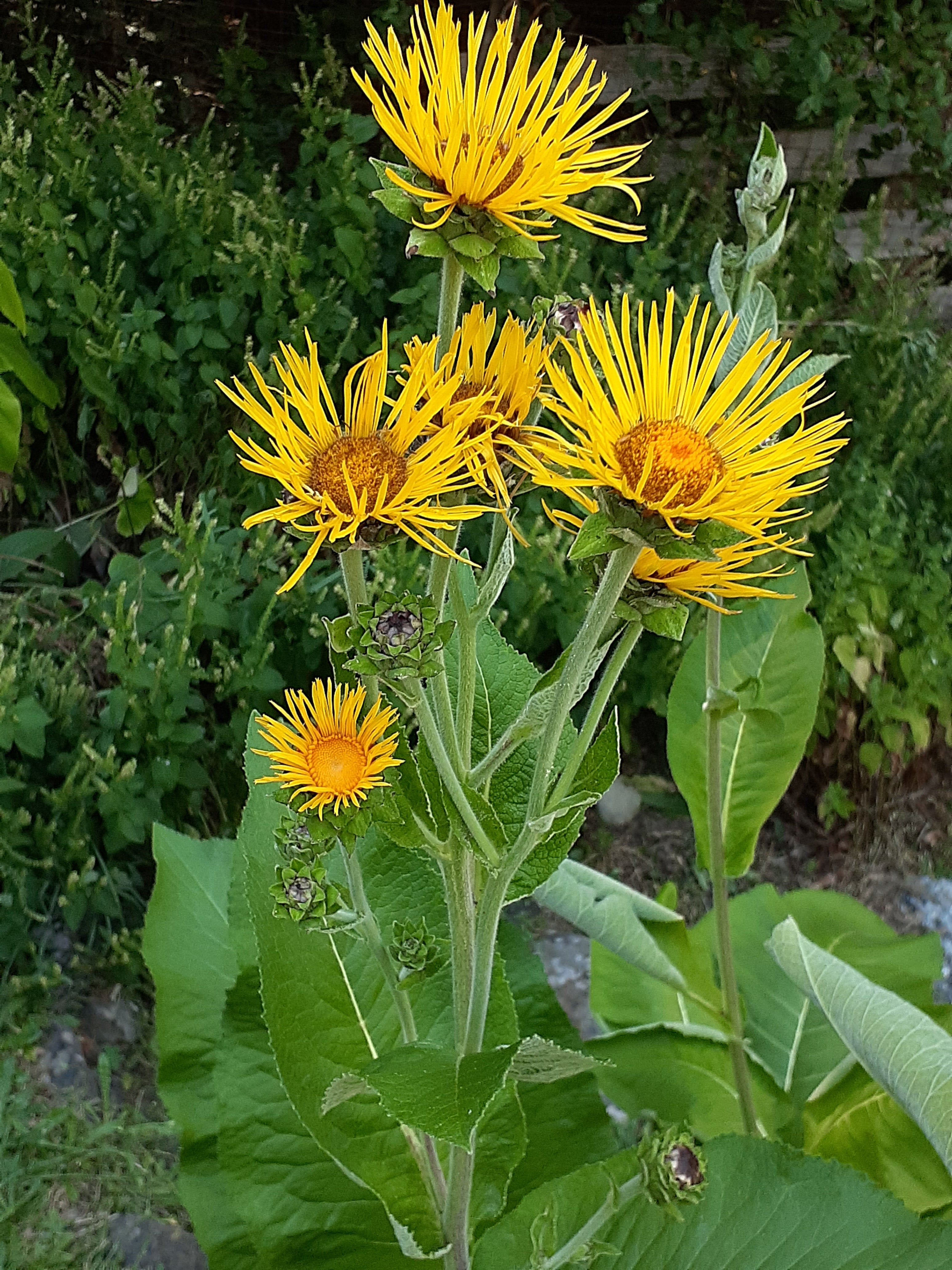 Elecampane Graph Elecampane – Eagleridge Seeds