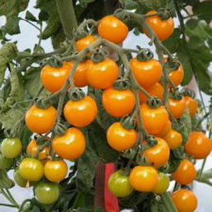 Galina Cherry Tomato