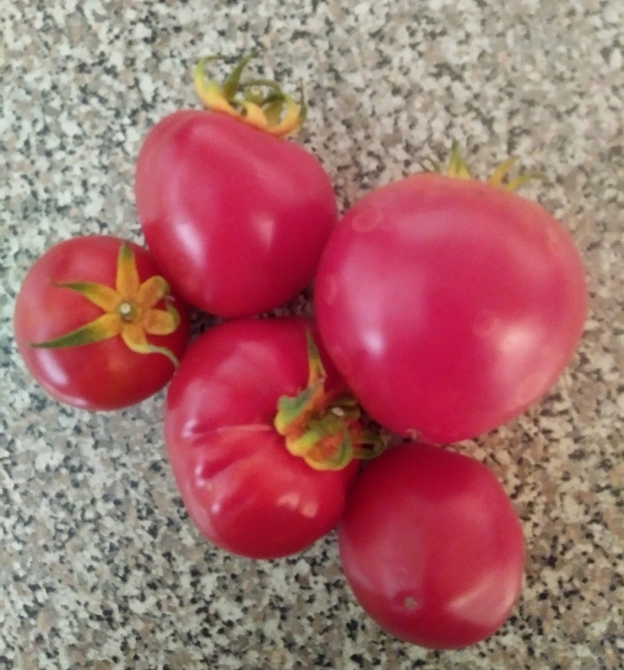 Gregoris Altai Early Bush Tomato