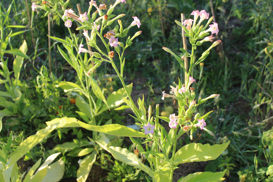 pink flower shaman seeds Shaman Tobacco – Eagleridge Seeds