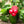 Load image into Gallery viewer, King of the North Sweet Pepper
