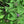 Load image into Gallery viewer, Korean Mint
