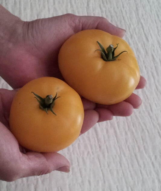 Limmony Main Season Bush Tomato