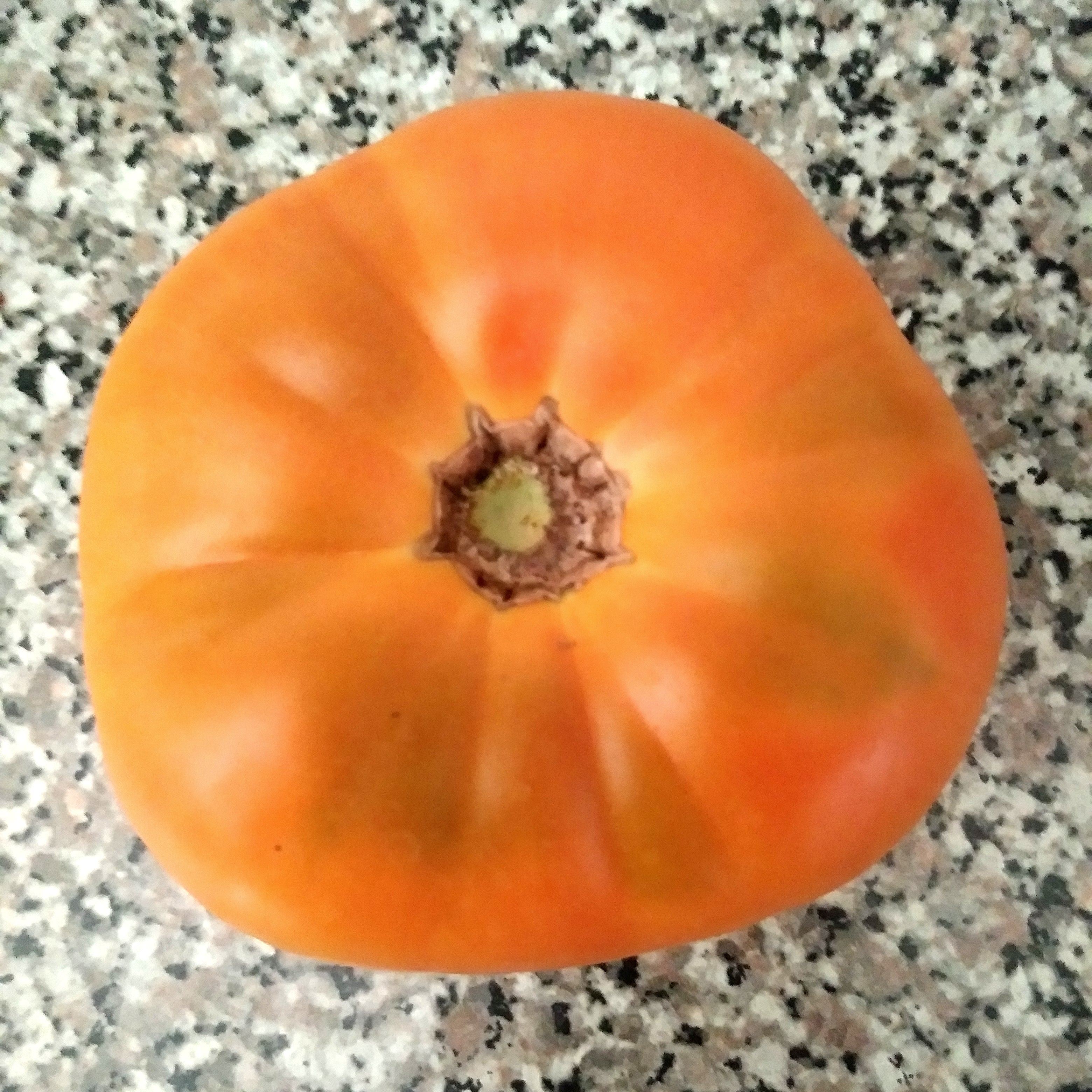 Maylor Roth's Orange Brandywine Beefsteak Tomato Eagleridge Seeds