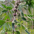 Load image into Gallery viewer, Motherwort
