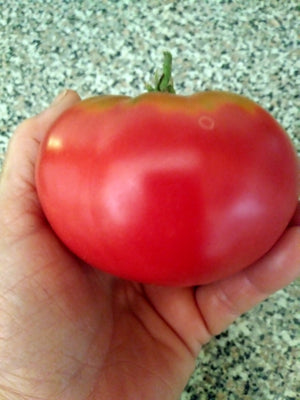Mrs. Benson Main Season Bush Tomato