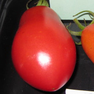 tomato seeds rosada Pink Plum Rosa Paste Tomato – Eagleridge Seeds