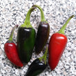 Load image into Gallery viewer, Purple Jalapeno Hot Pepper
