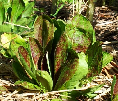 radicchio la rosa del veneto seeds Rossa di Treviso Precoce Radicchio – Eagleridge Seeds