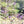 Load image into Gallery viewer, Salvia Verbenacea
