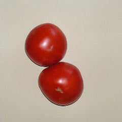 Silvery Fir Early Bush Tomato
