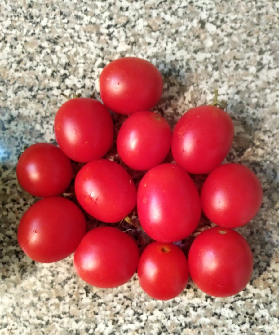 Spanish Winter - Storage Cherry Tomato - NEW!