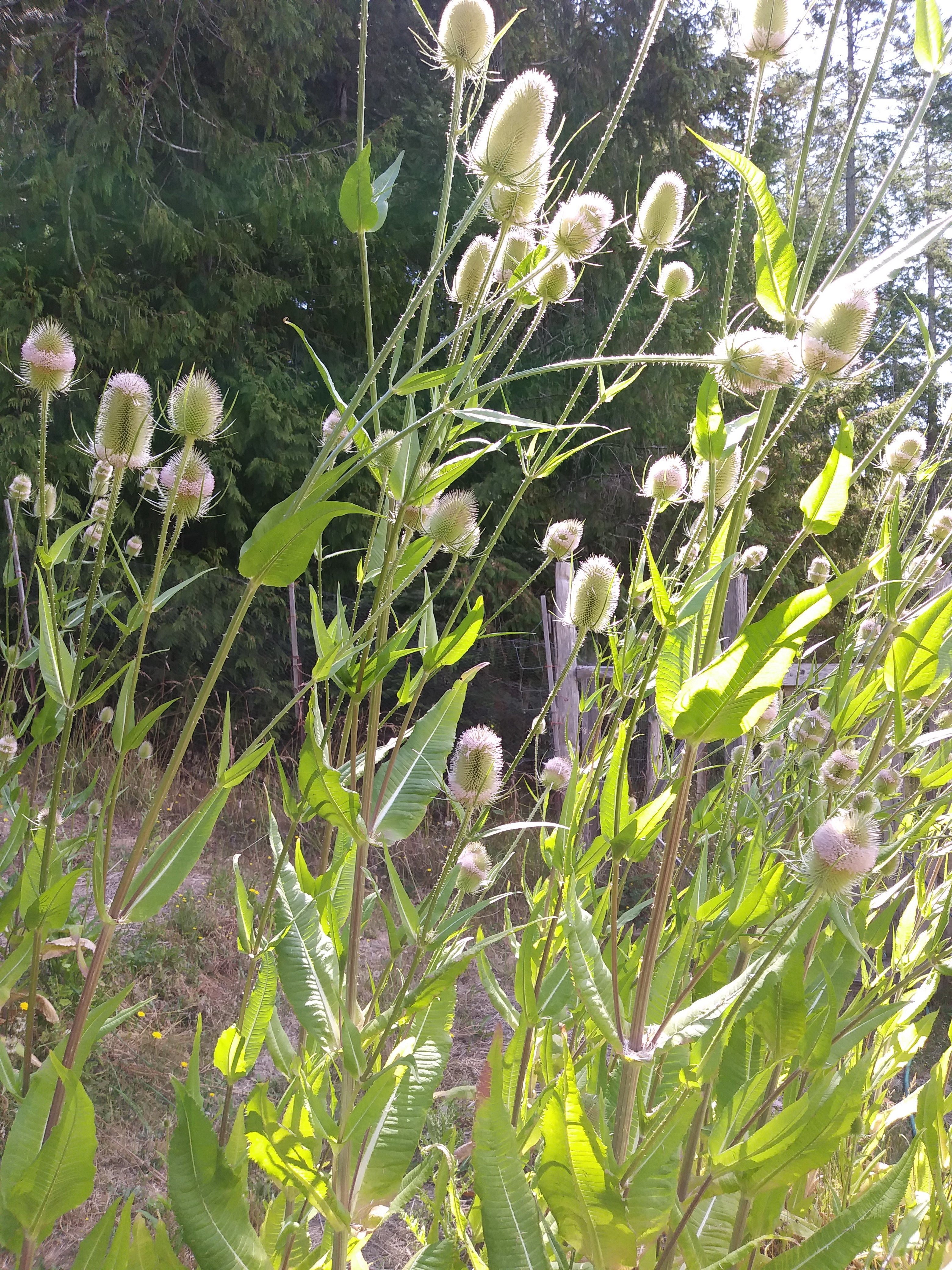 Teasel – Eagleridge Seeds