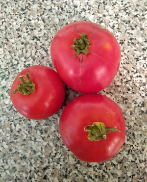 Victoria Main Season Bush Tomato