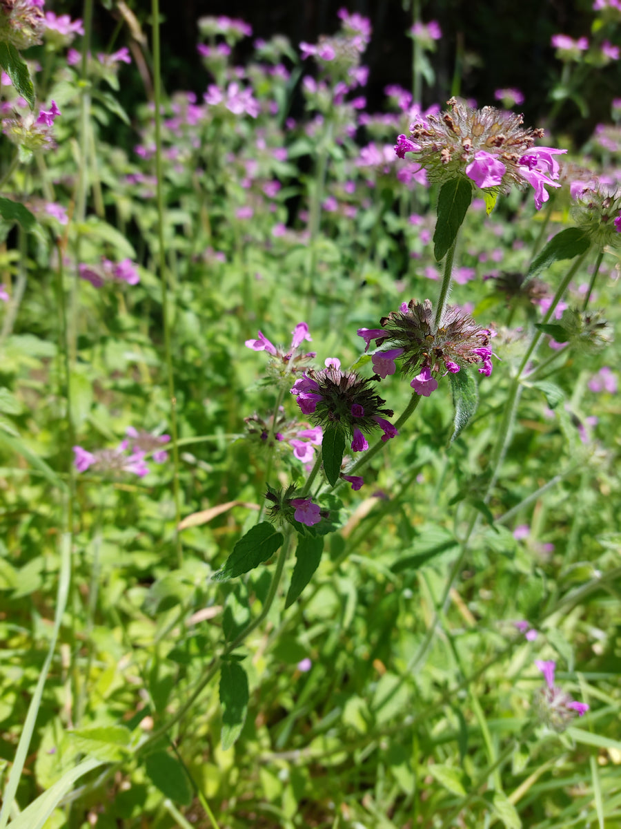 Wild Basil