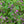 Load image into Gallery viewer, Wild Basil
