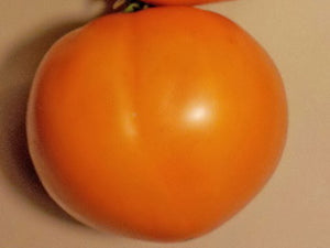 Woodle Orange Main Season Bush Tomato
