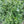 Load image into Gallery viewer, Earth Chestnut
