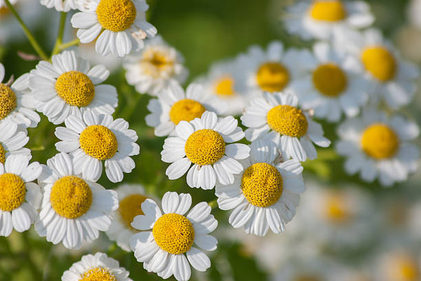 feverfew flower seeds Feverfew – Eagleridge Seeds