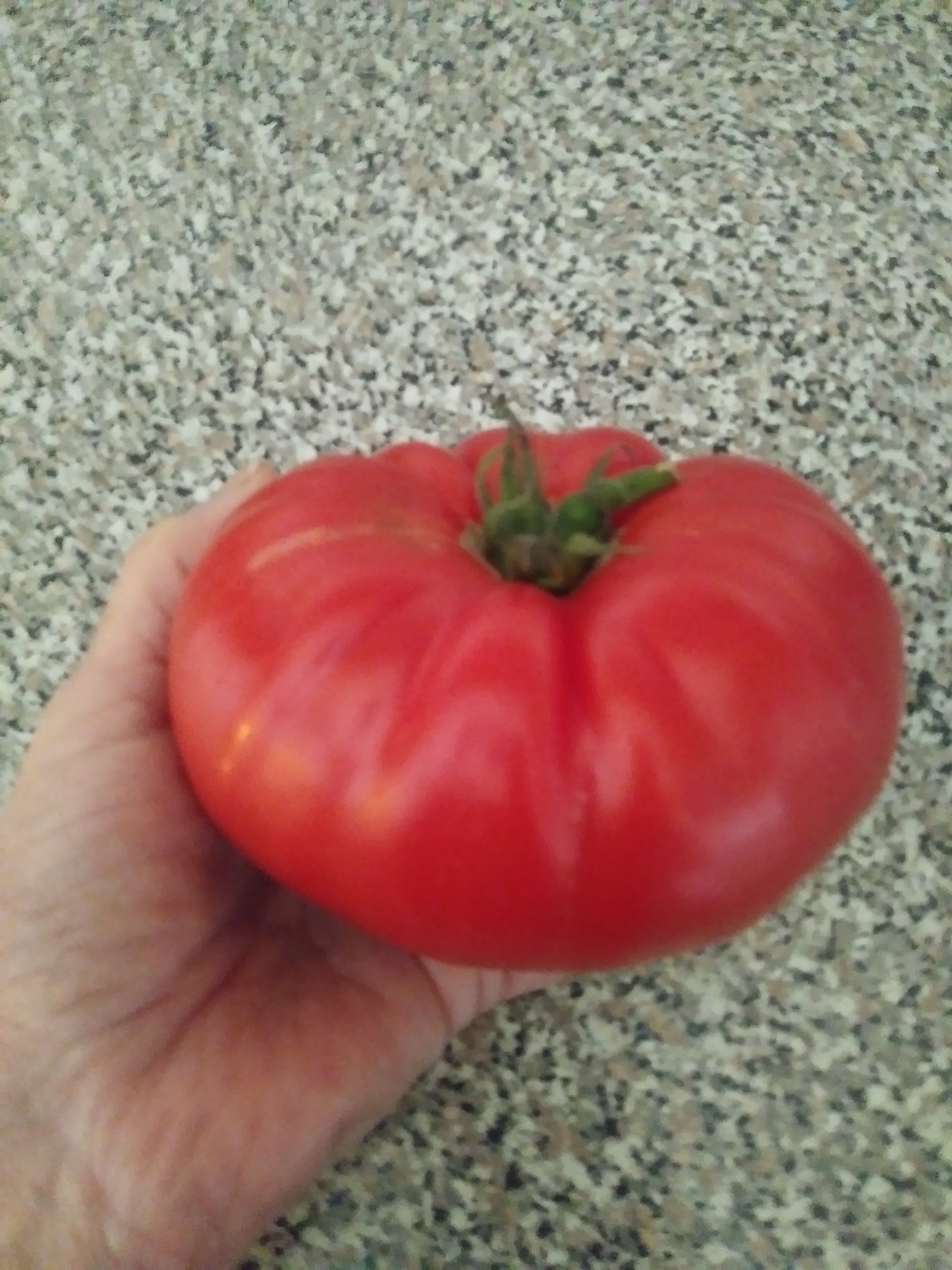 Montreal Tasty Beefsteak Tomato – Eagleridge Seeds