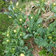 Load image into Gallery viewer, Nine Star Broccoli
