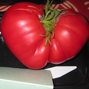 Russian Rose Beefsteak Tomato