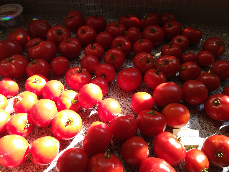 Tomates - Sunrise Fruits Company