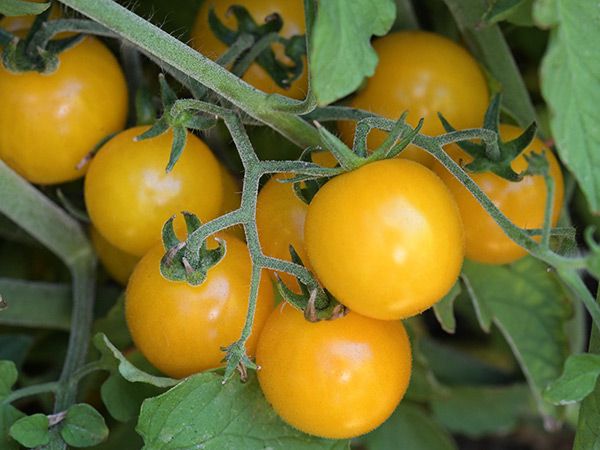 Hartman's Yellow Gooseberry Tomato