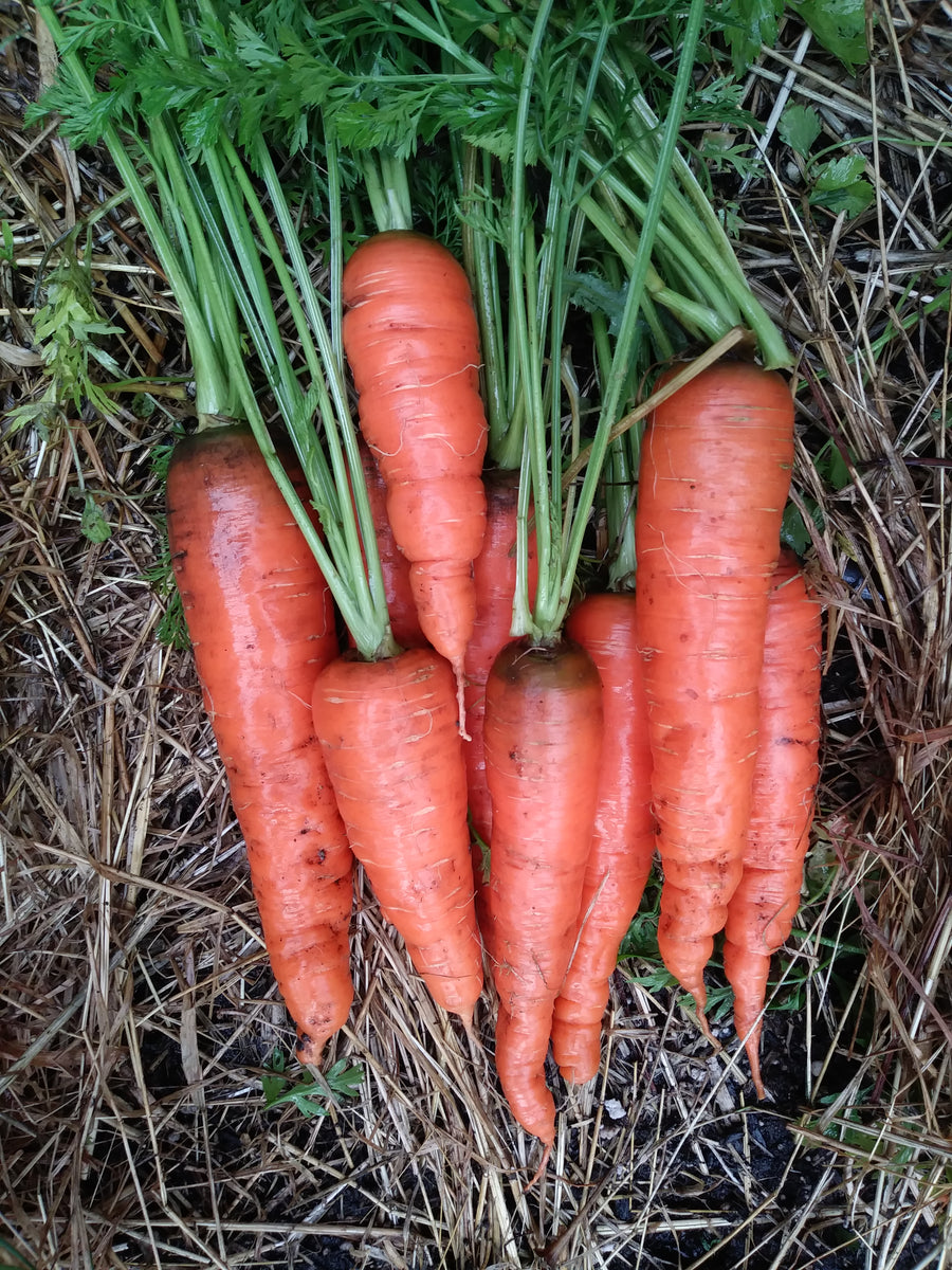 St. Valery Carrot
